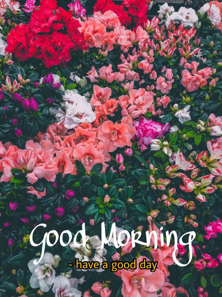 flowers good morning images for whatsapp wishes_18. Plant images wallpaper for whatsapp wishes to your friends