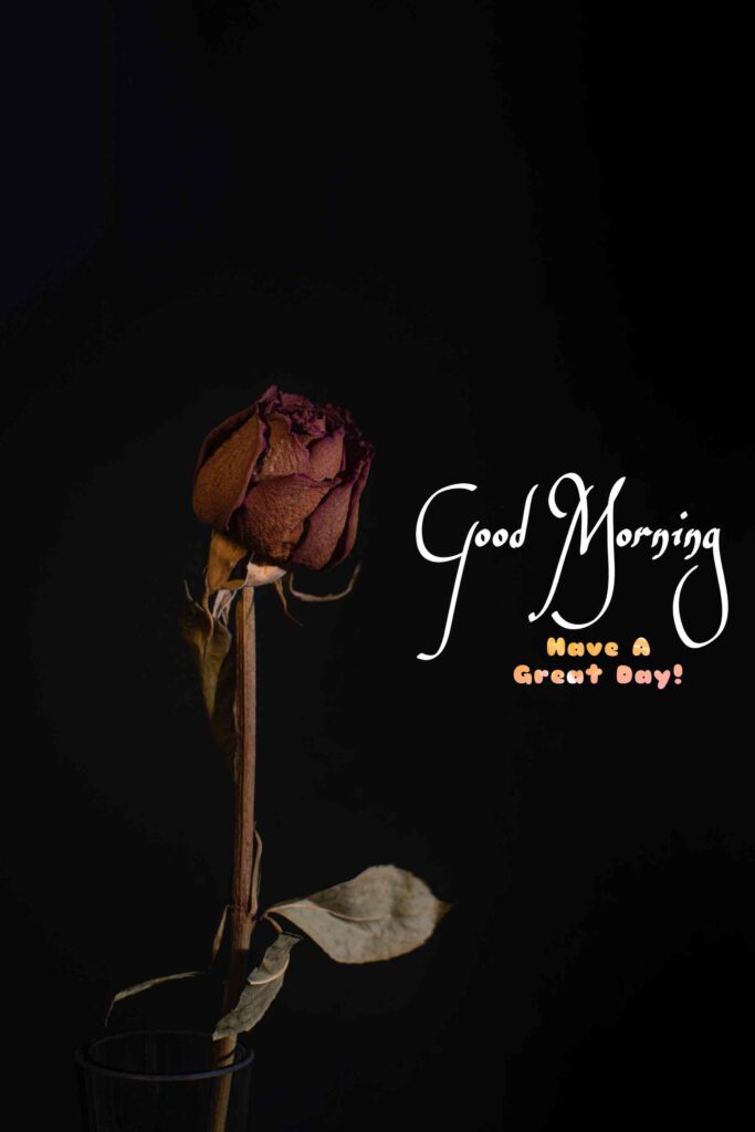 Rose Good Morning images with black background pic No 425 hd 4k that show best way to morning wishes also you can call pics, photos, picture Bloom and wallpaper that image you share with your nearest person such as girlfriend, boyfriend, family members and friends on whatsapp.