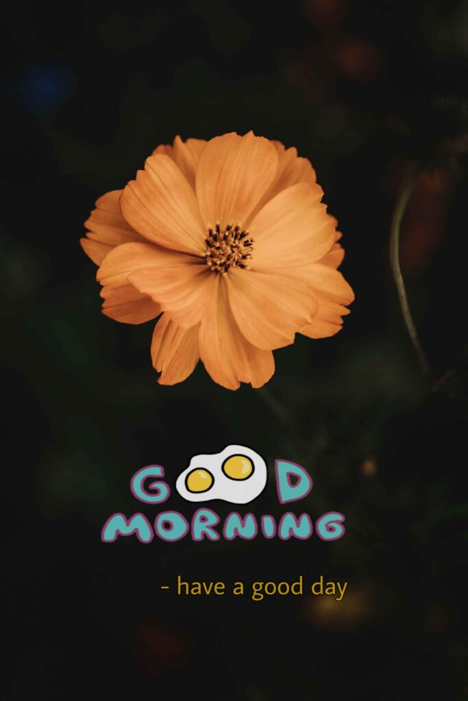 Dull orange colors flowers nature high quality good morning images hd picture to provide happiness to wish good morning image through pic 