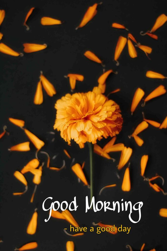 Marigold flowers nature high quality good morning images hd_ 
