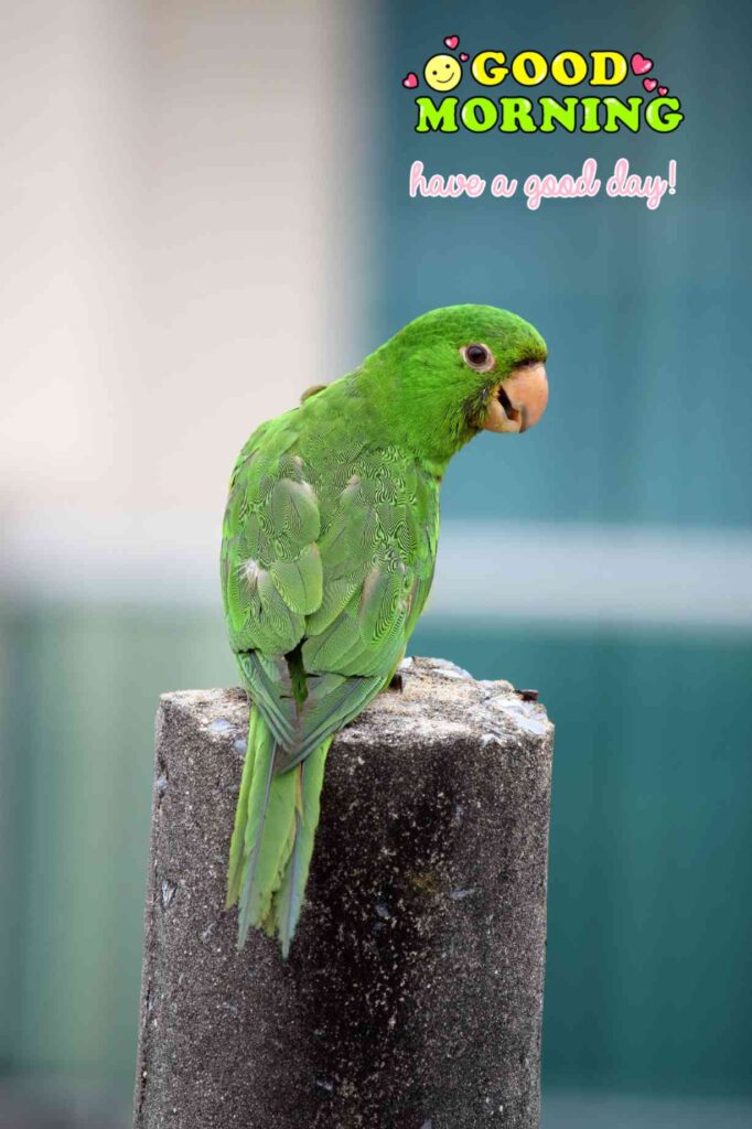 parrots lovely pic picture pics photos good morning images cute_5.